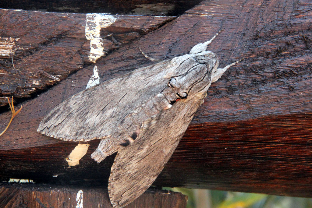 identificazione: grande falena (?) pelosa